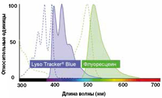 Рис. 2. Спектры поглощения (пунктир) и флуоресценции (сплошные линии) флуоресцеина и вещества с коммерческим названием Lyso TrackerTM Blue («Molecular Probes»). Изображение с сайта www.lifetechnologies.com