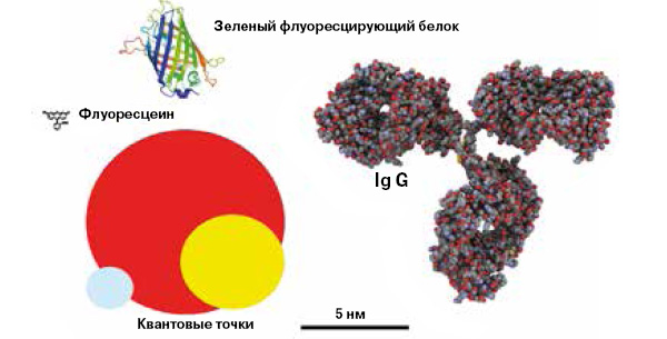 <b>Рис. 5. </b>Относительные размеры флуоресцентных репортеров. Для сравнения показан также белок иммуноглобулин G (Ig G) — иначе говоря, молекула-антитело