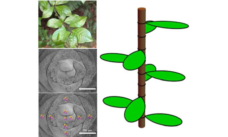 Mathematics of plant leaves