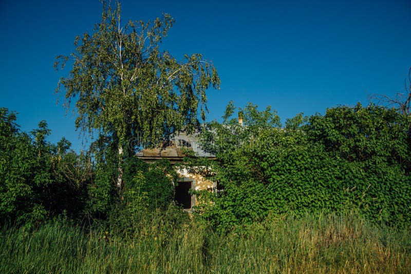 Abandoned Russian village. Ruins of overgrown rural house. Desolation and abandonment concept. Abandoned Russian village. Ruins of overgrown rural house stock image