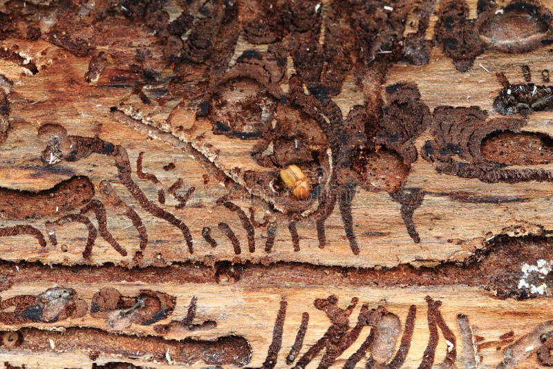Bark beetle as dangerous insect. Bark beetle as very dangerous insect for tree stock photos