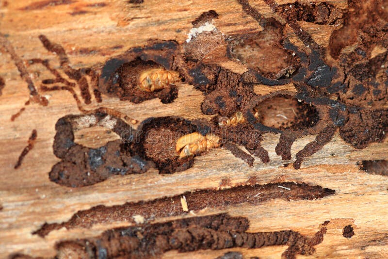 Bark beetle as dangerous insect. Bark beetle as very dangerous insect for tree stock photos