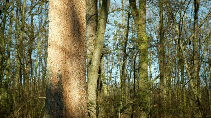 Bark beetle pest deciduous oak forests Europe infested drought dry attacked Xyleborus monographus ambrosia, Scolytus. Deciduous oak forests infested drought dry royalty free stock photo