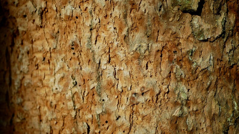 Bark beetle pest deciduous oak forests Europe infested drought dry attacked Xyleborus monographus ambrosia, Scolytus. Deciduous oak forests infested drought dry royalty free stock photo