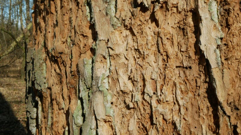 Bark beetle pest deciduous oak forests European infested drought dry attacked Xyleborus monographus ambrosia, Scolytus. Deciduous oak forests infested drought stock photo