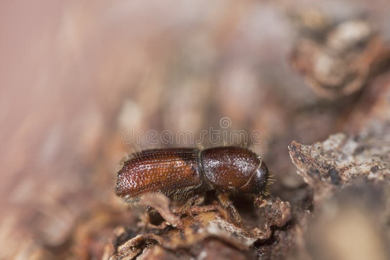 Bark beetle on wood. Extreme close-up royalty free stock photography