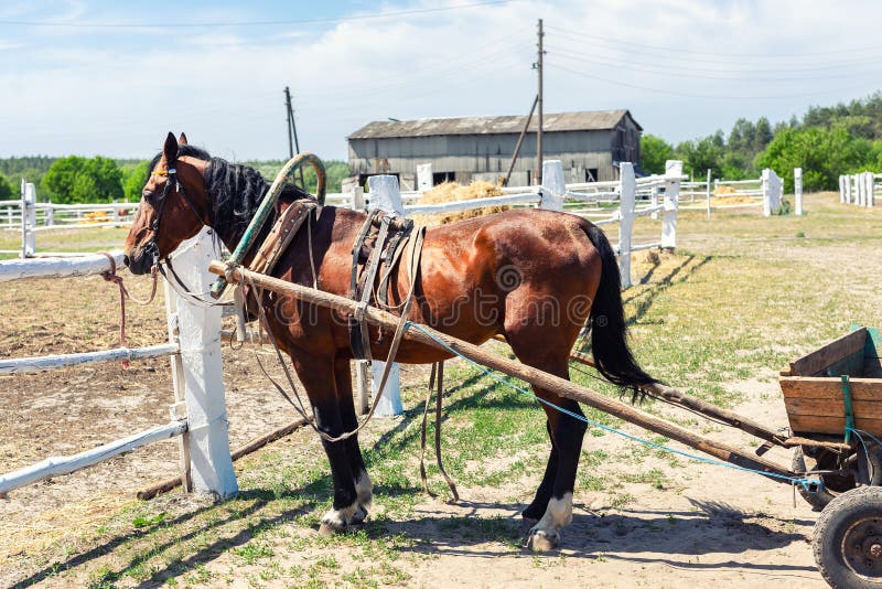 Beautiful chestnut brown horse harnessed with old wooden cart against white brick barn building at farm on background royalty free stock photos