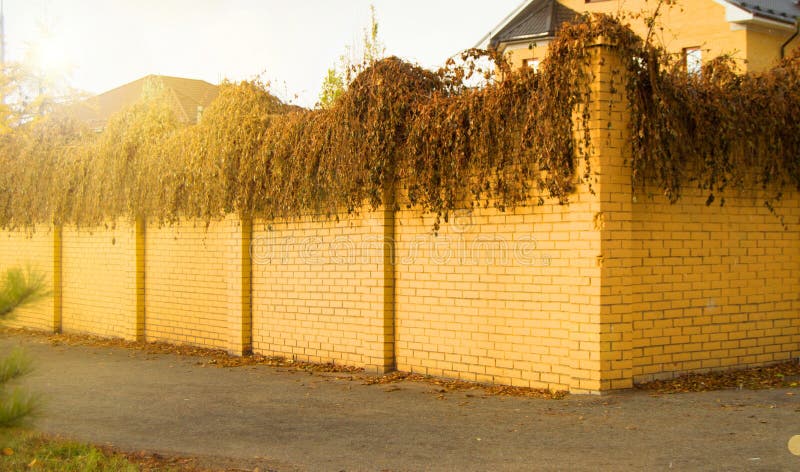 Beautiful modern fence made of yellow brick and curly dried-up plants on it in the autumn sunlight stock images