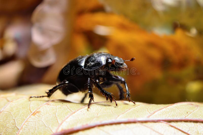 Black beetle woodcutter-tanner crawling on tree bark.  royalty free stock photo