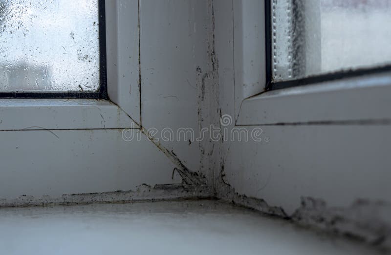 Black mold on a plastic white window close up royalty free stock images