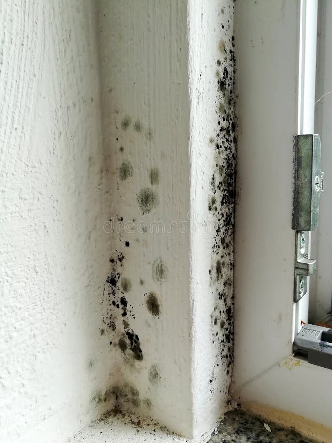 Black mold at the window stock photo