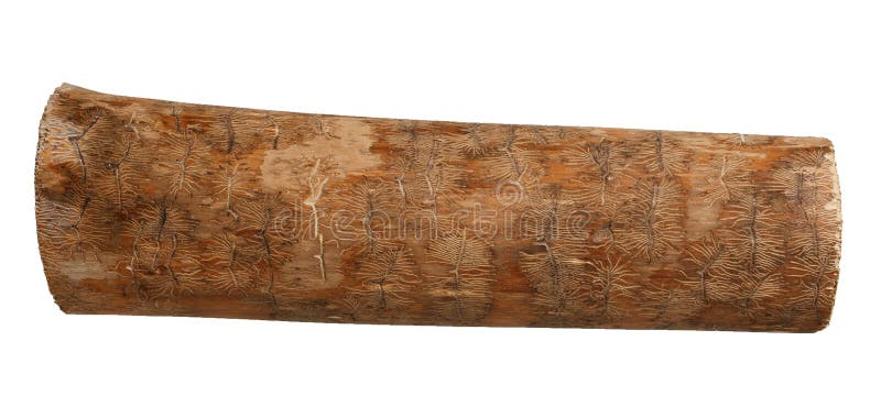 Ash tree wood log with bark beetle tracks. Brown ash tree wood log with bark beetle tracks isolated on white background royalty free stock photo