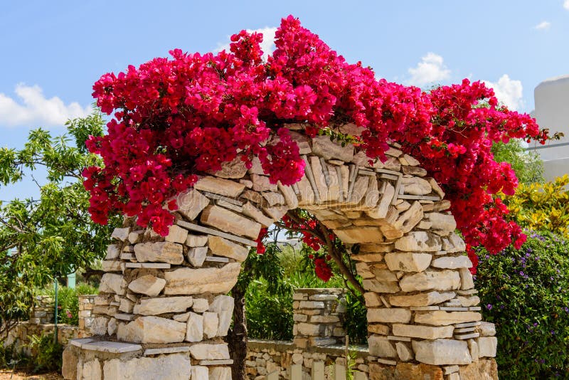 Decorative arch. With blooming bougainvilleas upstairs, Dryos village, Paros island, Cyclades, Greece royalty free stock image