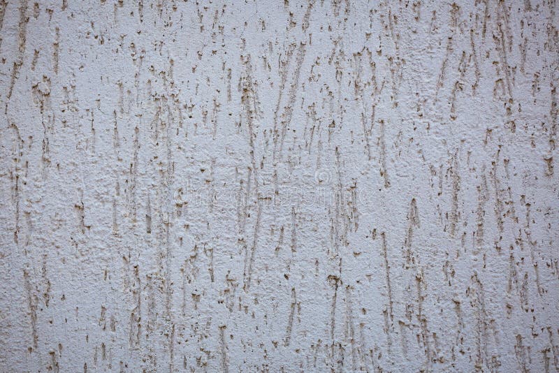 Decorative plaster bark beetle of gray color, stock photography