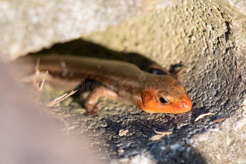 Five lined skink lizard. Male Fine lined Skink Lizard in a concrete block hiding stock photos