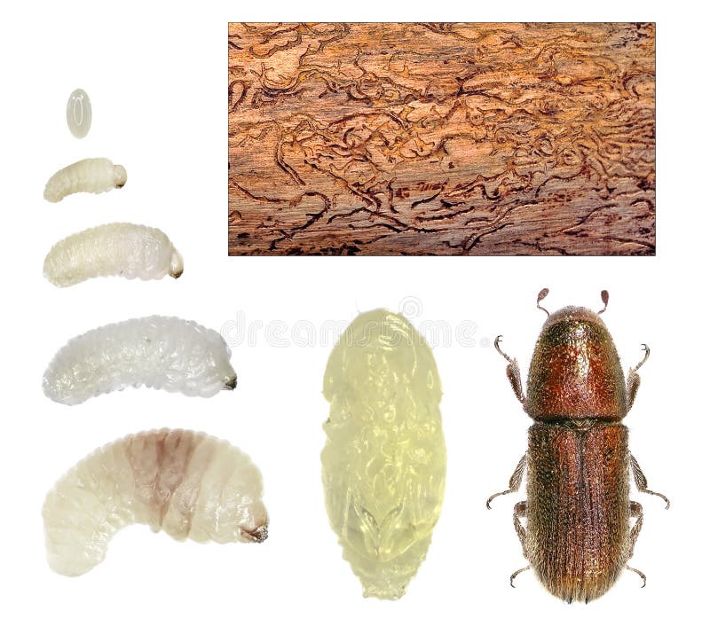 Golden haired bark beetle, Hylurgus micklitzi. Coleoptera: Curculionidae. Development stages and bark gallery. Isolated on a white background royalty free stock photos