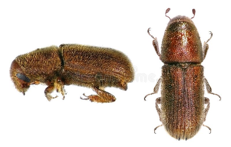 Golden haired bark beetle, Hylurgus micklitzi. Coleoptera: Curculionidae. Dorsal and lateral view. Isolated on a white background stock photo