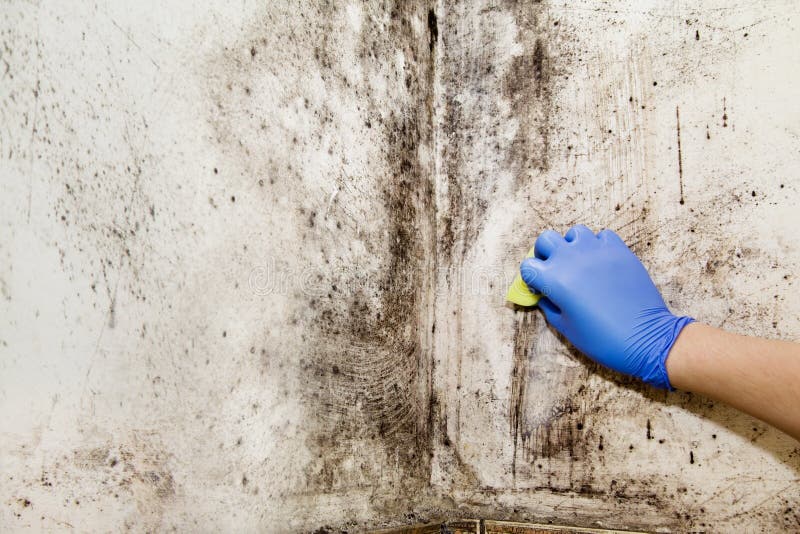 Hand cleans mold in the house stock images