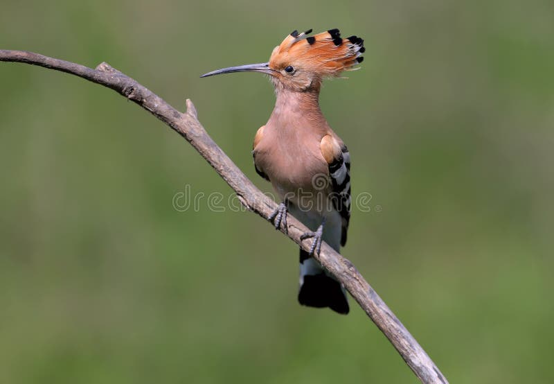 Hoopoe sits on a sloping branch with his front to the photographer. And with an open crown on blurred background stock photo