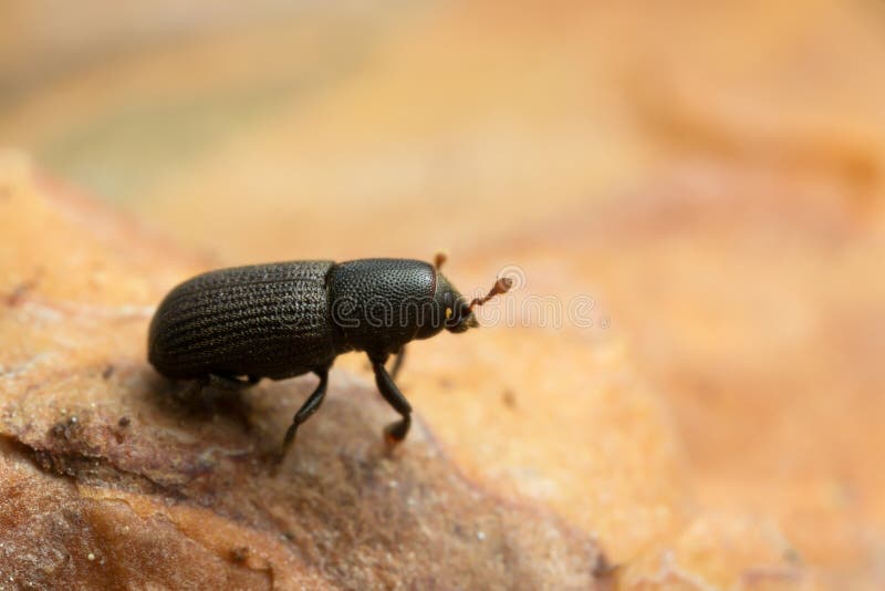 Hylastes bark beetle on wood. Photographed with high magnification stock images