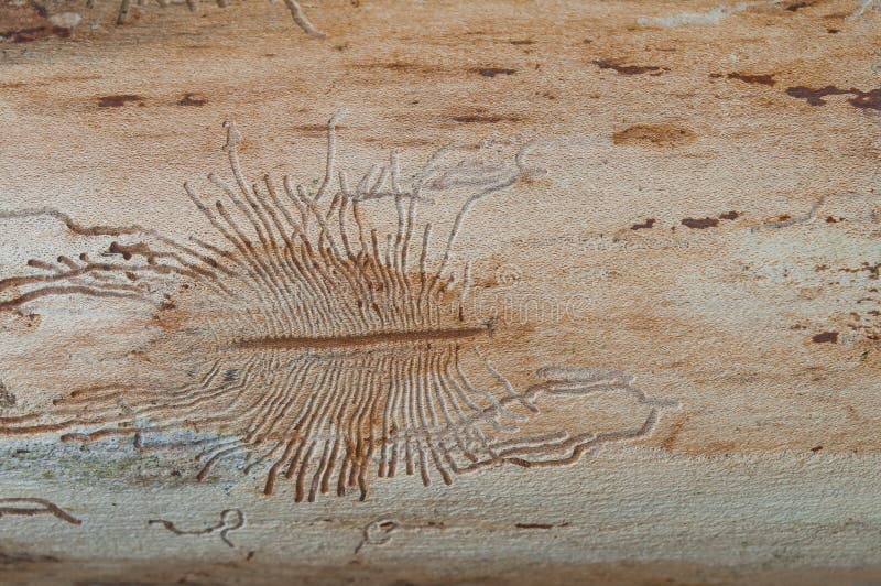 The imprint of the bark beetle under the bark of the tree.  stock images