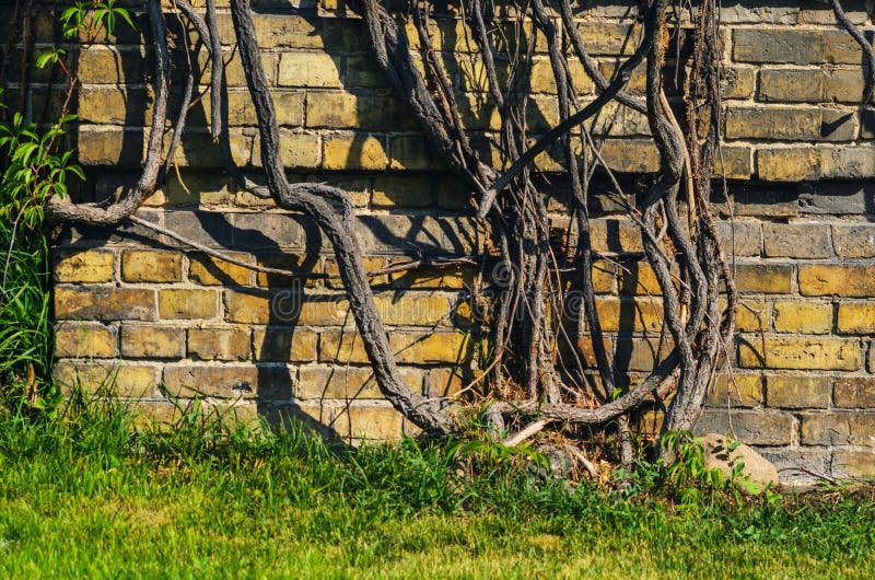 Ivy Trunks Near the Blind Area of the Building. The Old Building is Thickly Covered with Ivy. Copy Space royalty free stock photo