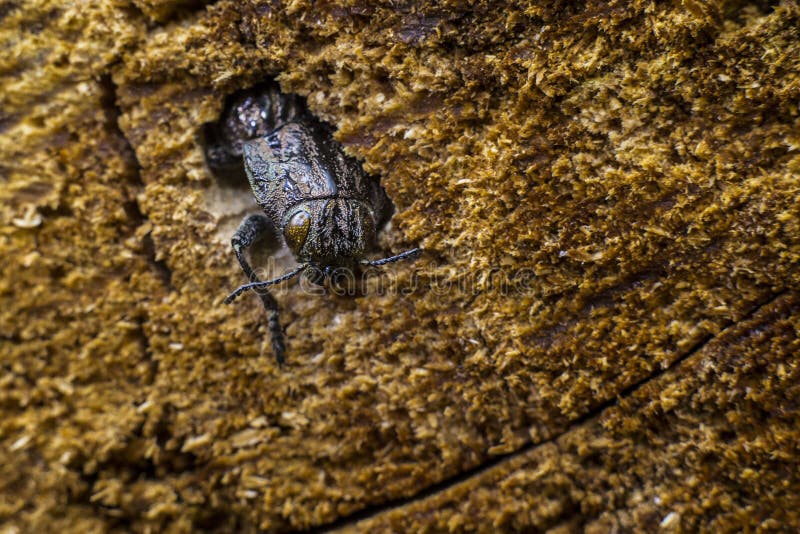 Large bug the bark beetle. On an old log stock images