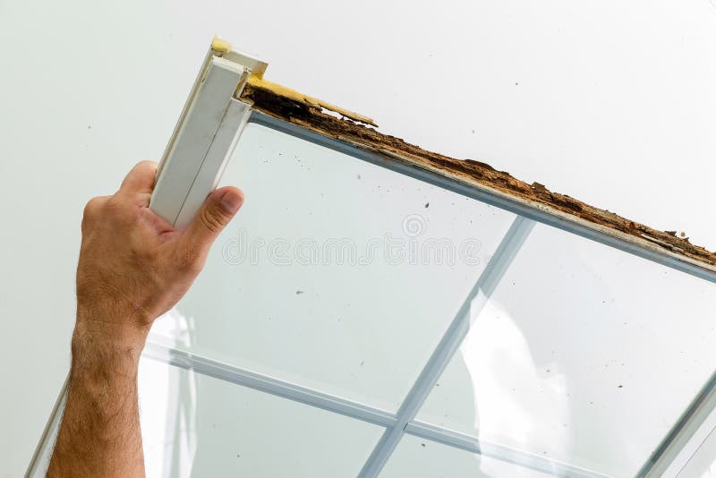 Man displaying a window damaged by wet rot stock photo