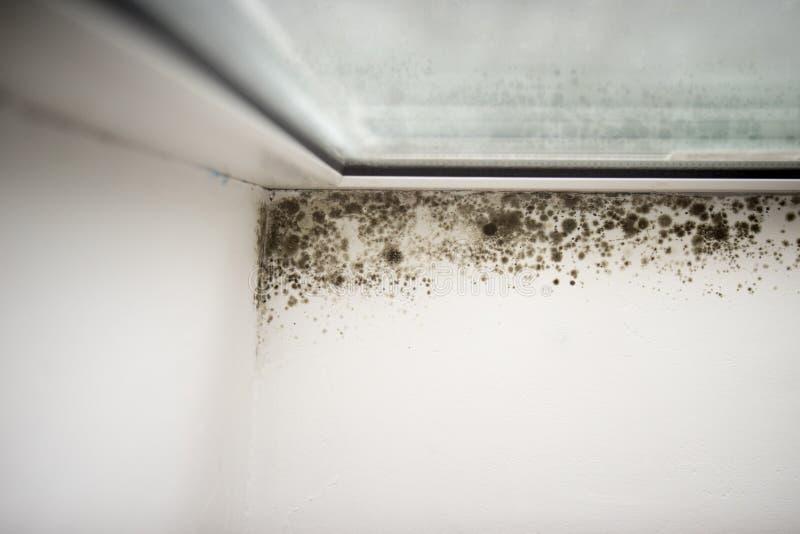 Mold in the corner of the window. royalty free stock images