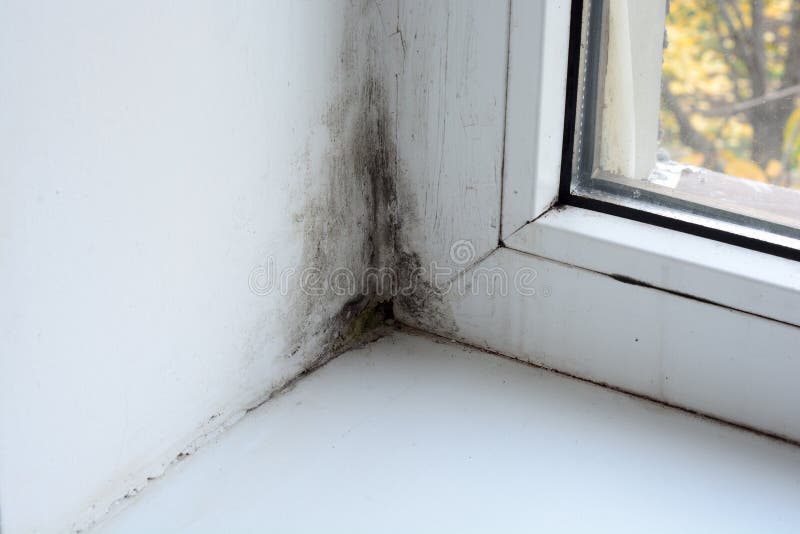 Mold on the window stock image