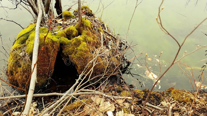 Moss covered Animal house swamp stock photography