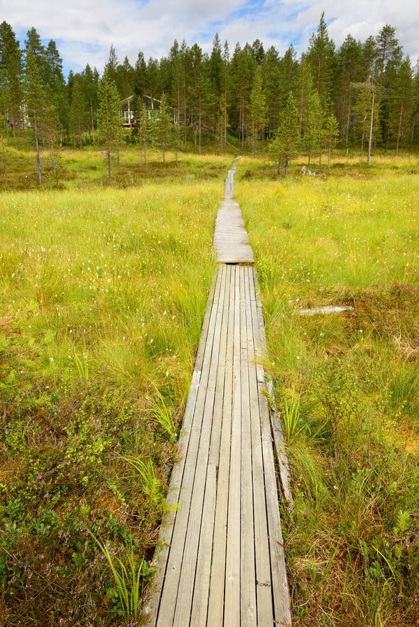 Road to house through swamp (focus on track). Road to house through swamp in Finnish Lapland royalty free stock images