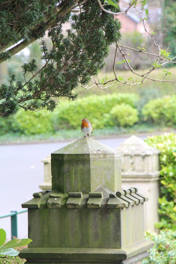 Robin on a stone plinth. Robin bird on a stone plinth stock image