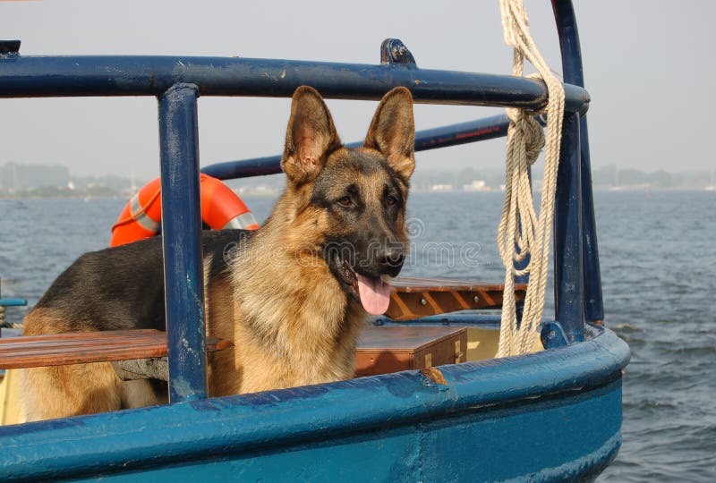 Sailor dog as ships mate. An attentive German Shepard dog as a ships mate on board royalty free stock photography