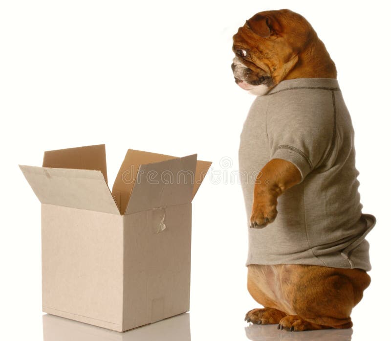 Shipping or moving concept. English bulldog standing looking down into cardboard box - shipping or moving concept royalty free stock photography