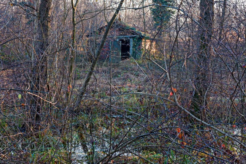 A solitary house in the middle of the swamp. In winter stock photography