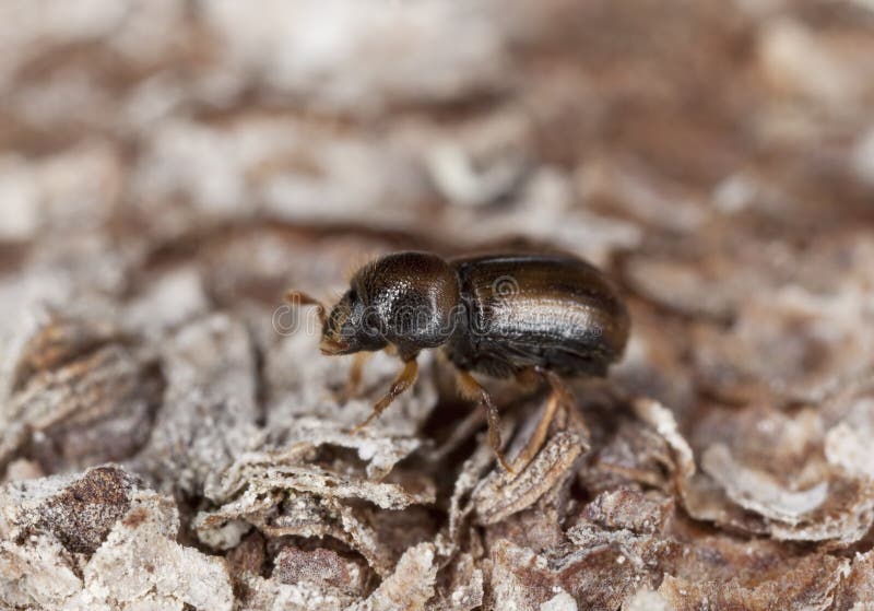 Spruce bark beetle on wood. This beetle is a major pest on woods. Extreme close-up stock photos