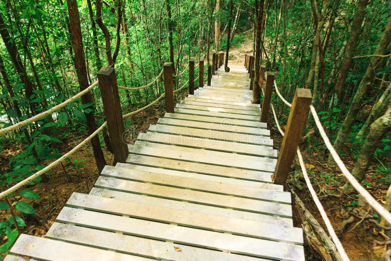 Staircase made with wooden steps in jungle stock image