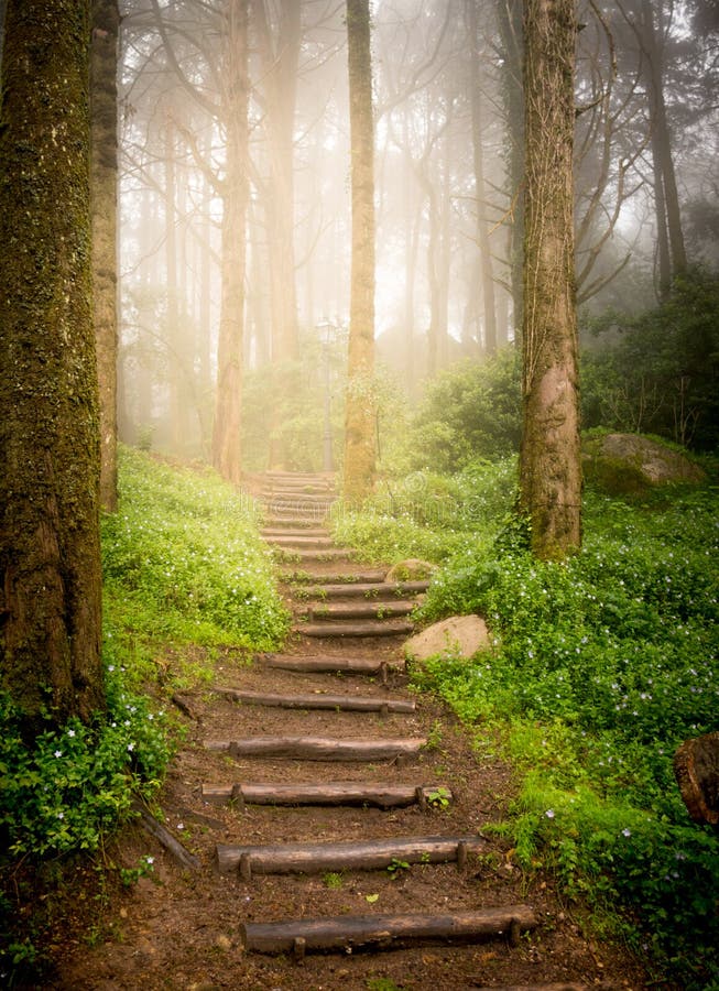 Stairs in forest stock photo