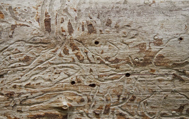 Texture of the old wood eaten by bark beetle. Texture of the old tree trunk eaten by bark beetle worn royalty free stock photo
