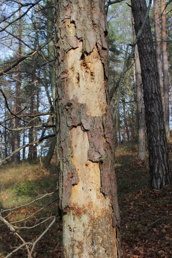 Weakened pine tree - bark beetle attack. Diseased pine tree attacked by bark beetle stock photography