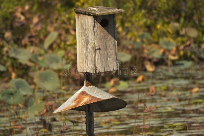 The Swamp Bird House and Metal Stopper. The wooden bird house, nestled in the swamp, has a strange metal stopper at the bottom. Honestly, I don`t know what that royalty free stock photos