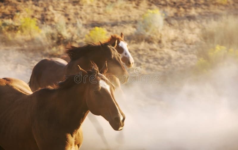 лошади одичалые стоковое фото